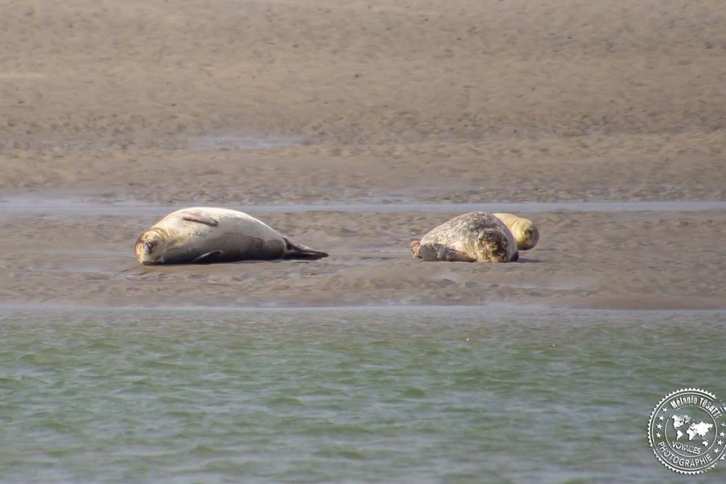 Découverte des Phoques dans la Baie de&nbsp;Somme