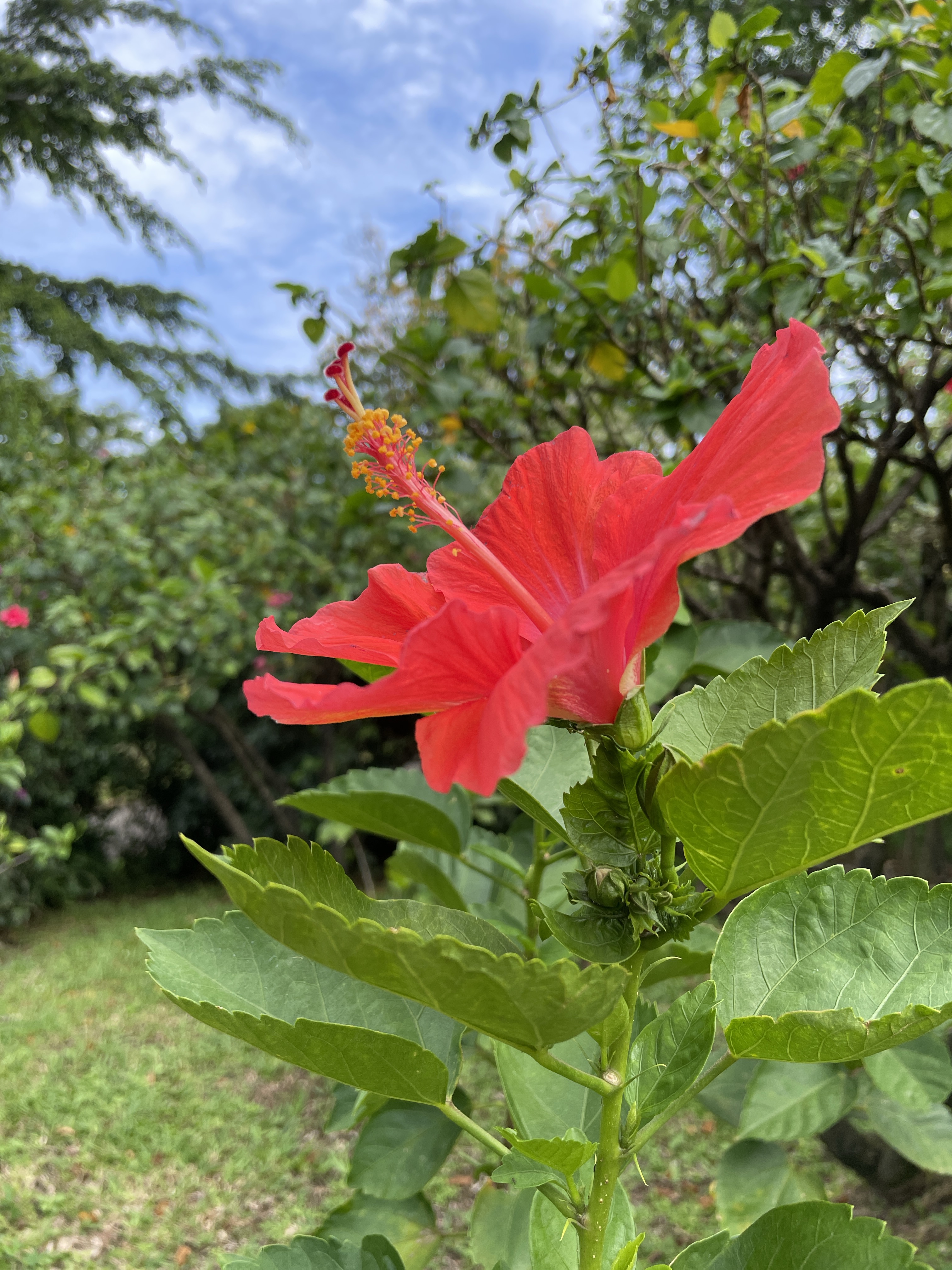 Une Journée au Jardin de Deshaies et à la Plage de Grande Anse