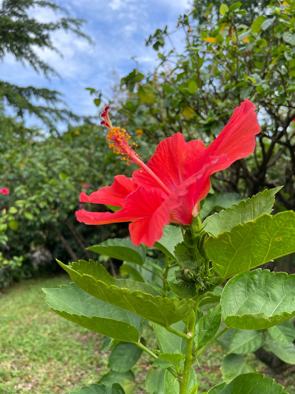 Une Journée au Jardin de Deshaies et à la Plage de Grande&nbsp;Anse