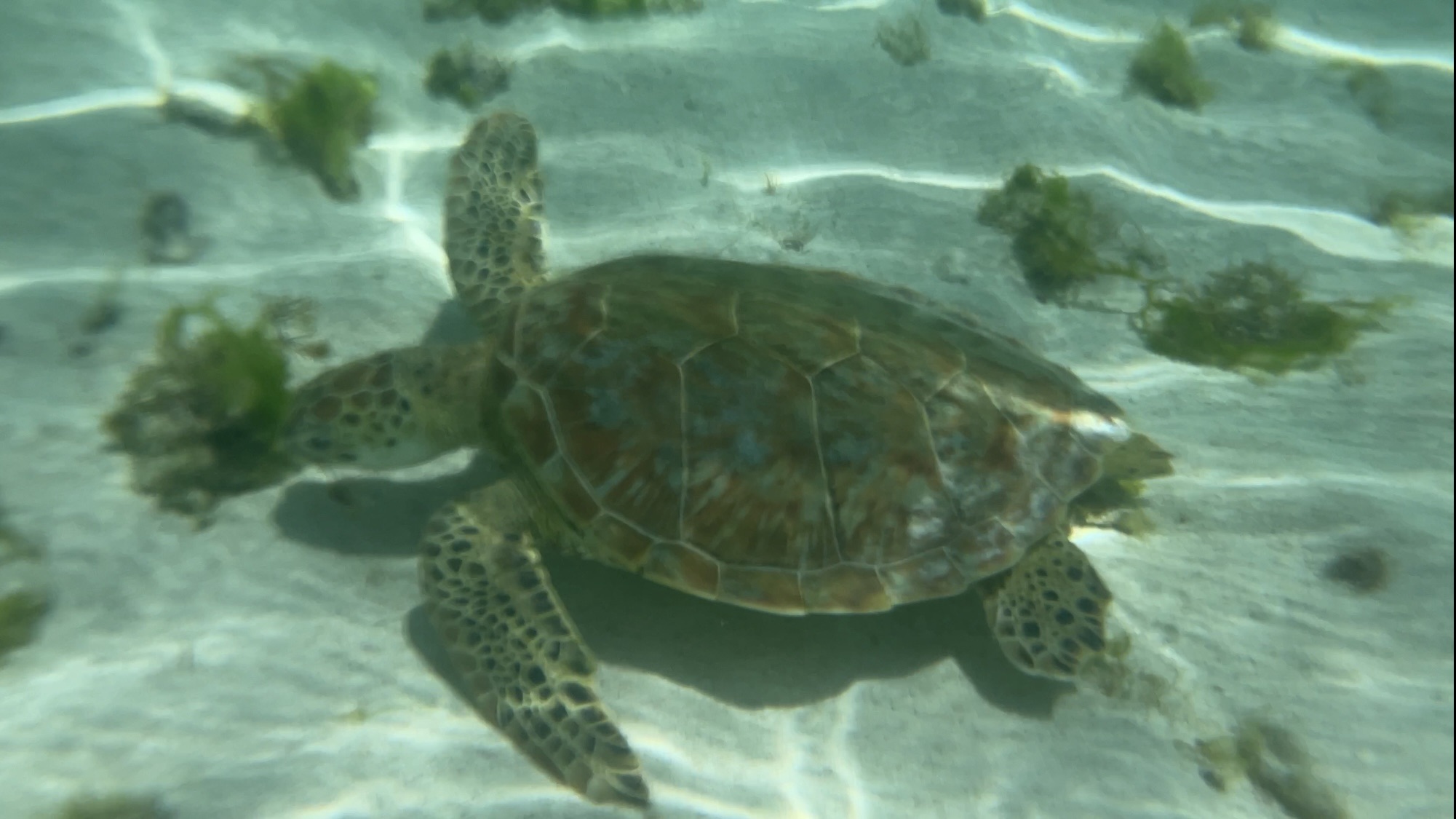 Excursion à Petite Terre
