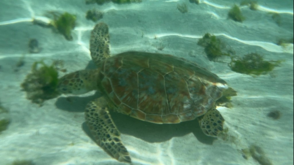 Excursion à Petite&nbsp;Terre